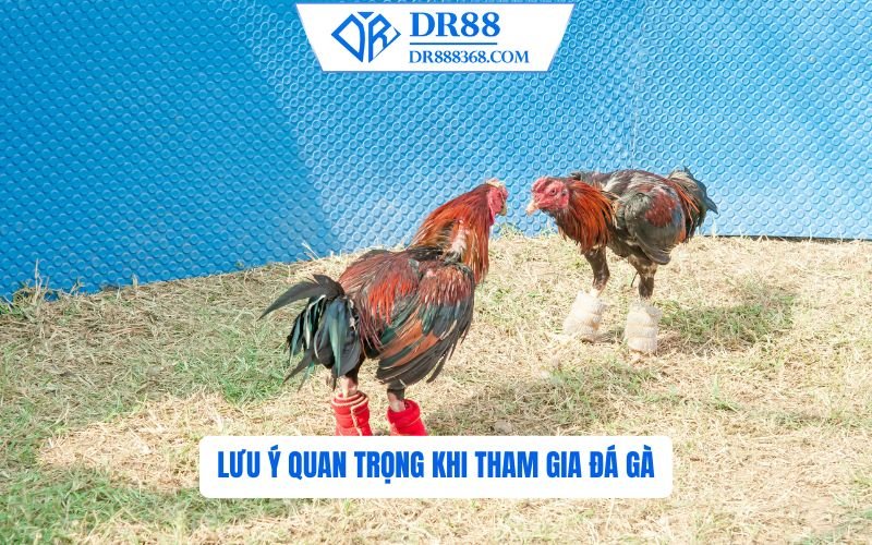 Lưu Ý Khi Tham Gia Đá Gà DR88