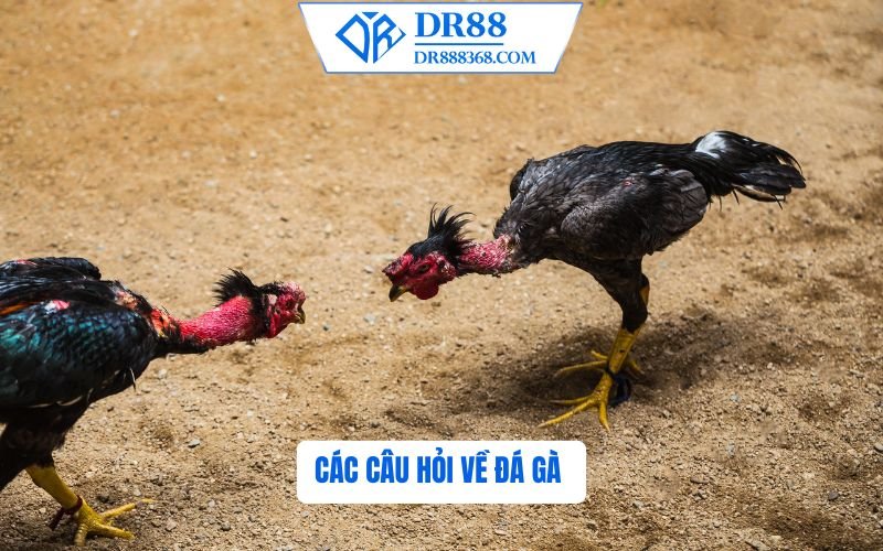 Câu Hỏi Về Đá Gà DR88